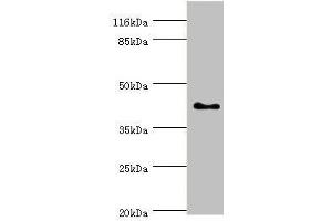 Western blot All lanes: SH3GL2 antibody at 0. (SH3G2 antibody  (AA 1-270))