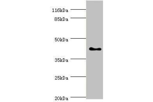 SH3G2 anticorps  (AA 1-270)