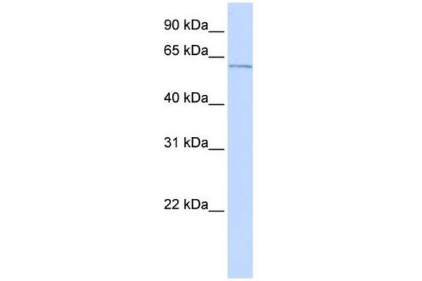 NAD-ME antibody  (N-Term)
