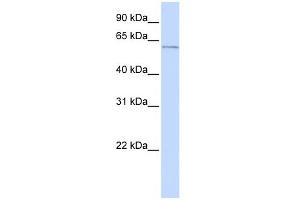 WB Suggested Anti-ME2 Antibody Titration:  0. (NAD-ME antibody  (N-Term))