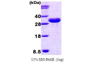 SDS-PAGE (SDS) image for ISG15 Ubiquitin-Like Modifier (ISG15) (AA 1-157) protein (CaM) (ABIN666864) (ISG15 Protein (AA 1-157) (CaM))