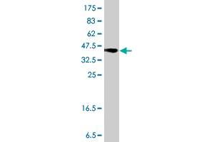 Western Blot detection against Immunogen (37. (B4GALT4 antibody  (AA 35-134))