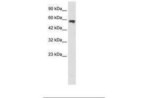 Image no. 1 for anti-Zyxin (ZYX) (AA 307-356) antibody (ABIN202776) (ZYX antibody  (AA 307-356))