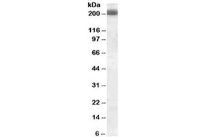 Western blot testing of Daudi cell lysate with CD45RB antibody (clone PD7/26). (CD45RB antibody)