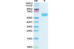 APOH Protein (AA 20-345) (His tag)