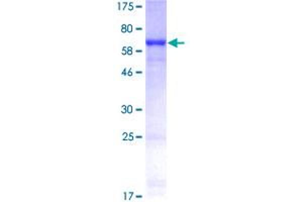 Cytokeratin 19 Protein (AA 1-400) (GST tag)