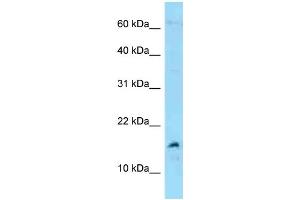 WB Suggested Anti-MDK Antibody Titration: 1. (Midkine antibody  (C-Term))