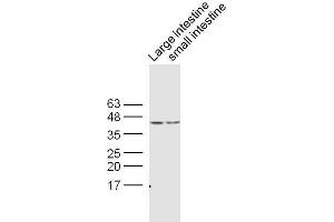 Lane 1:Mouse large intestine lysates, Lane 2: Mouse small intestine lysates probed with Rabbit : Rabbit Anti- CDX2 Polyclonal Antibody, Unconjugated  at 1:300 overnight at 4˚C.