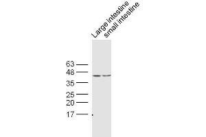 Lane 1:Mouse large intestine lysates, Lane 2: Mouse small intestine lysates probed with Rabbit : Rabbit Anti- CDX2 Polyclonal Antibody, Unconjugated  at 1:300 overnight at 4˚C. (CDX2 antibody  (AA 151-250))