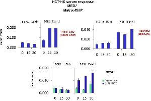 Quiescent human colon carcinoma HCT116 cultures were treated with 10 % FBS for three time points (0, 15, 30min) or (0, 30, 60min) were used in Matrix-ChIP and real-time PCR assays at EGR1 gene (Exon1) and 15kb upstream site. (MED7 antibody  (C-Term))