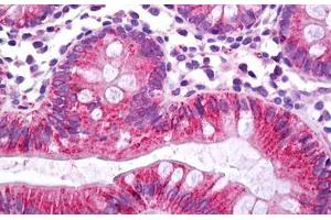 Anti-CES2 / Esterase antibody IHC staining of human colon. (CES2 antibody  (C-Term))