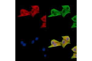 ABIN7096614 and ABIN7100678 staining HepG2 cells by IF/ICC. (MON1A antibody)