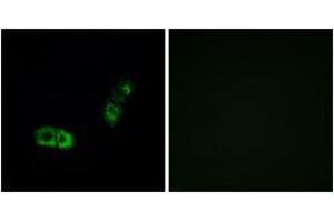 Immunofluorescence analysis of A549 cells, using BRS3 Antibody.