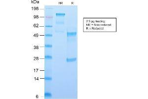 SDS-PAGE Analysis Purified CD34 Recombinant Rabbit Monoclonal Antibody (HPCA1/2598R). (Recombinant CD34 antibody)