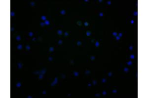 Immunofluorescence staining of JK cells with ABIN7147163 at 1:100, counter-stained with DAPI. (CD48 antibody  (AA 27-220))