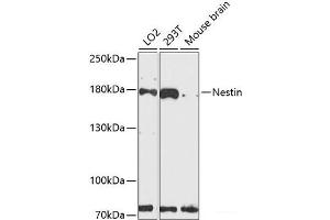 Western blot analysis of extracts of various cell lines using Nestin Polyclonal Antibody at dilution of 1:3000. (Nestin antibody)
