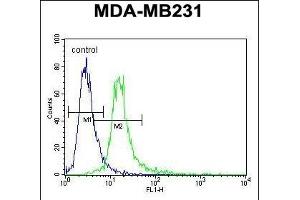 ANKRD13C Antibody (N-term) (ABIN653090 and ABIN2842685) flow cytometric analysis of MDA-M cells (right histogram) compared to a negative control cell (left histogram).
