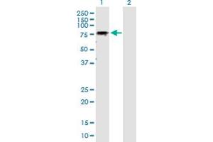 Western Blot analysis of GALNT6 expression in transfected 293T cell line by GALNT6 MaxPab polyclonal antibody. (GALNT6 antibody  (AA 1-622))