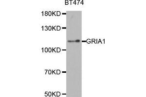 Western blot analysis of extracts of BT474 cell line, using GRIA1 antibody. (Glutamate Receptor 1 antibody  (AA 19-300))