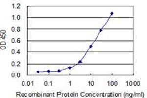 Detection limit for recombinant GST tagged KLHDC4 is 0. (KLHDC4 antibody  (AA 1-463))