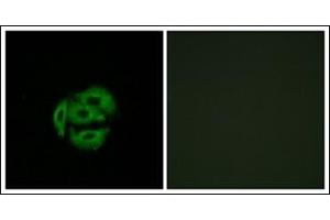 Immunofluorescence analysis of A549 cells, using CYP39A1 Antibody . (CYP39A1 antibody  (C-Term))