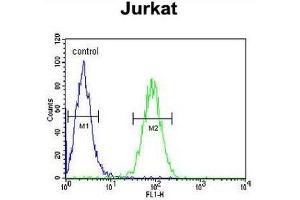 CLDN22 Antibody (Center) flow cytometric analysis of Jurkat cells (right histogram) compared to a negative control cell (left histogram). (Claudin 22 (CLDN22) (AA 97-126), (Middle Region) antibody)