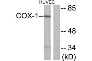 Western blot analysis of extracts from HuvEc cells, using Cox1 Antibody. (COX1 antibody  (AA 550-599))