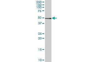C10orf97 MaxPab polyclonal antibody. (FAM188A antibody  (AA 1-445))