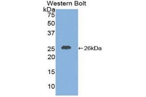 Western Blotting (WB) image for anti-Chemokine (C-X-C Motif) Ligand 16 (CXCL16) (AA 46-242) antibody (ABIN1858582) (CXCL16 antibody  (AA 46-242))
