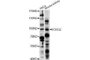 Western blot analysis of extracts of various cell lines, using FCHO2 antibody (ABIN6293264) at 1:1000 dilution. (FCHO2 antibody)