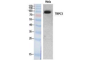 Western Blotting (WB) image for anti-Transient Receptor Potential Cation Channel, Subfamily C, Member 3 (TRPC3) (Internal Region) antibody (ABIN3187992) (TRPC3 antibody  (Internal Region))