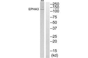Western Blotting (WB) image for anti-EPH Receptor A3 (EPHA3) (C-Term) antibody (ABIN1849296) (EPH Receptor A3 antibody  (C-Term))