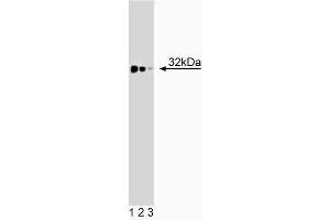 Western blot analysis of TREX1 on a BC3H1 cell lysate (Mouse brain smooth muscle-like cells, ATCC CRL-1443).