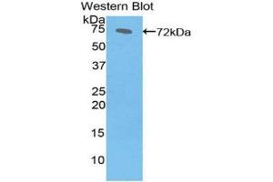 Western Blotting (WB) image for anti-Heat Shock 70kDa Protein 1B (HSPA1B) (AA 1-641) antibody (ABIN1078113)