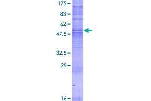Olfactory Receptor, Family 6, Subfamily C, Member 4 (OR6C4) (AA 1-309) protein (GST tag)