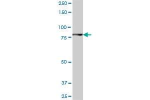FLJ10415 MaxPab polyclonal antibody. (ANKZF1 antibody  (AA 1-726))