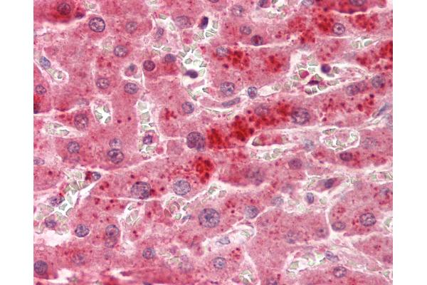TSPAN4 antibody  (AA 107-156)