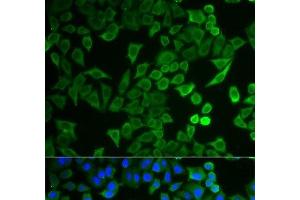 Immunofluorescence analysis of HeLa cells using NPRL2 Polyclonal Antibody (NPRL2 antibody)