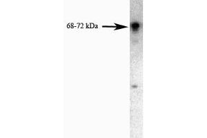 Western blot analysis of FKBP65 on a PC-12 cell lysate (Rat neuroblastoma, ATCC CRL-1721) using 0. (FKBP10 antibody  (AA 434-576))