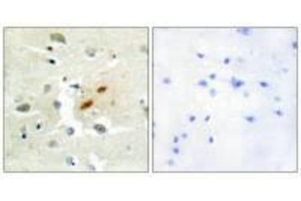 REV3L antibody