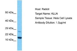 Host: Rabbit Target Name: KLLN Sample Type: Hela Whole Cell lysates Antibody Dilution: 1. (KLLN antibody  (C-Term))