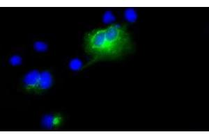 Image no. 1 for anti-Lipase, Endothelial (LIPG) antibody (ABIN1499176)