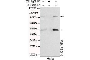 Immunoprecipitation analysis of Hela cell lysates using PEG10 mouse mAb. (PEG10 antibody)