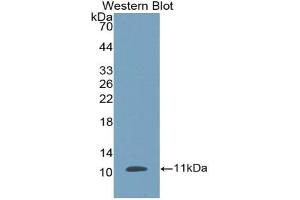 Western blot analysis of the recombinant protein. (beta Defensin 1 antibody  (AA 24-64))