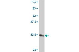 Western Blot detection against Immunogen (35. (PEX2 antibody  (AA 217-305))