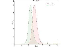 Detection of IFI30 in Raji human Burkitt's lymphoma cell line using Polyclonal Antibody to Interferon Gamma Inducible Protein 30 (IFI30) (IFI30 antibody  (AA 1-250))
