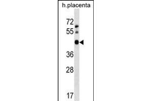 OBEC3D Antibody (N-term) 18763a western blot analysis in human placenta tissue lysates (35 μg/lane). (APOBEC3D antibody  (N-Term))