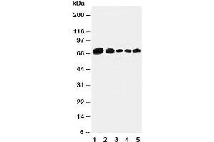 Western Blotting (WB) image for anti-Paxillin (PXN) (AA 456-472) antibody (ABIN3032168)