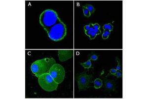 Confocal immunofluorescence analysis of methanol-fixed A431 (A), Hela (B), PANC-1 (C) and EC (D) cells using CD44 antibody (green), showing membrane localization.
