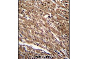 BTG3 Antibody (Center) (ABIN656678 and ABIN2845917) immunohistochemistry analysis in formalin fixed and paraffin embedded human heart tissue followed by peroxidase conjugation of the secondary antibody and DAB staining. (BTG3 antibody  (AA 100-129))